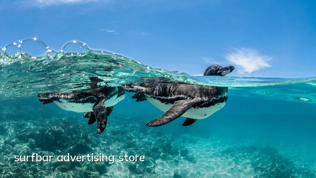 surfbar advertising store